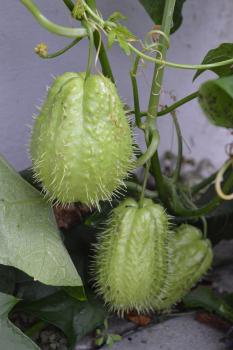 Chayote (Pflanze)